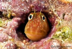 I thought this little guy had an uncanny resemblence to H... by Dr Bob Whorton 